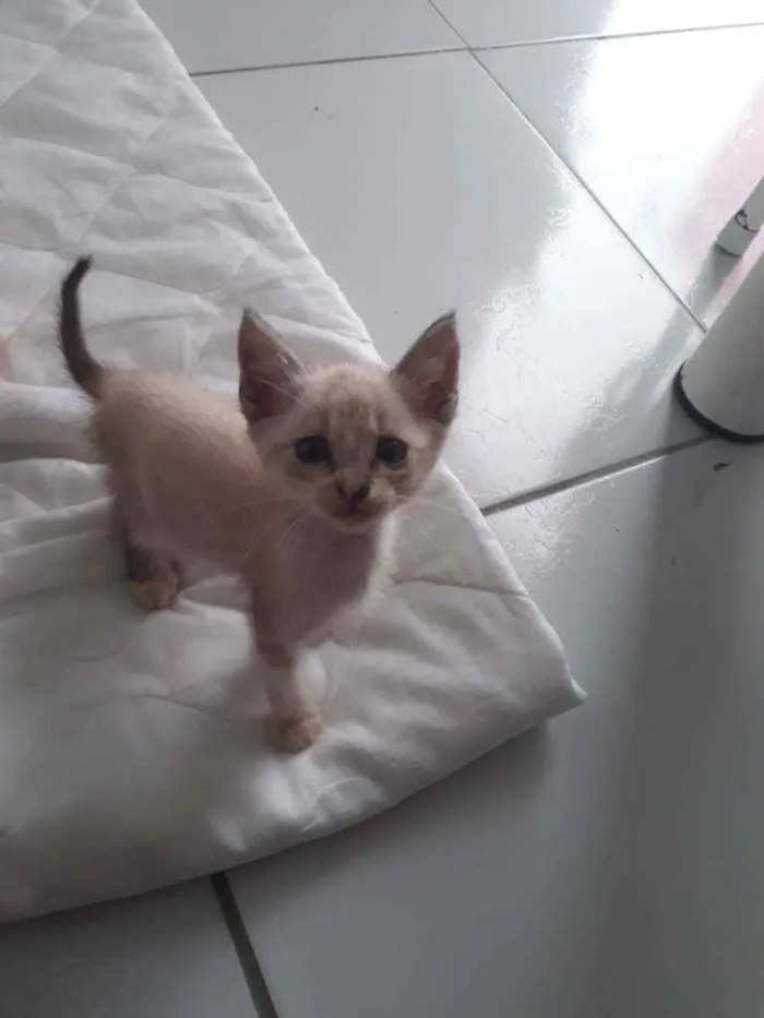 Gato raça Vira lata idade 2 a 6 meses nome Ainda não tem nome 