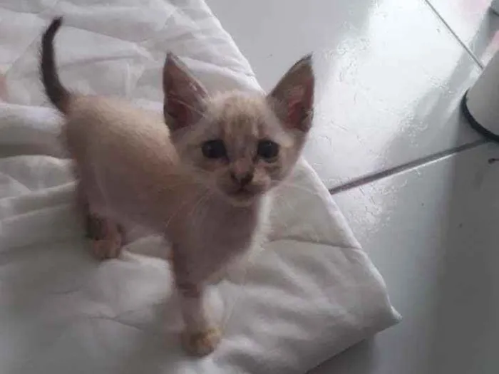 Gato raça Vira lata idade 2 a 6 meses nome Ainda não tem nome 