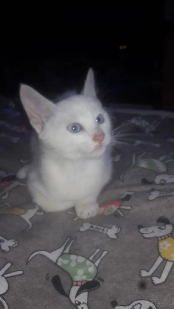 Gato ra a Srd idade 2 a 6 meses nome Tobias