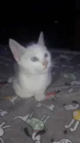 Tobias