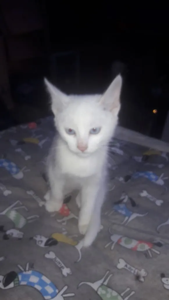 Gato ra a Srd idade 2 a 6 meses nome Tobias