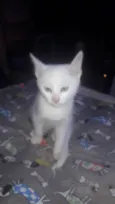 Tobias