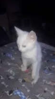 Tobias