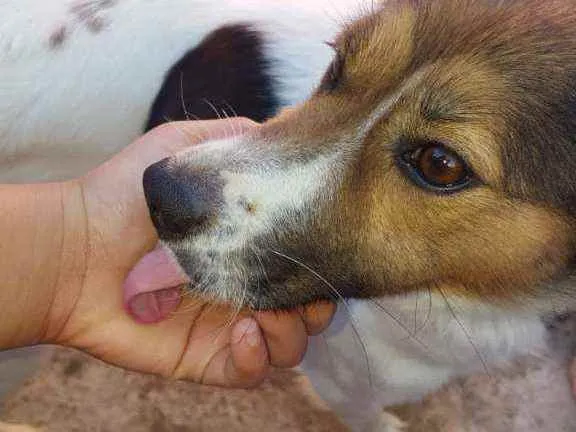 Cachorro raça Vira lata  idade 2 anos nome Lucily 