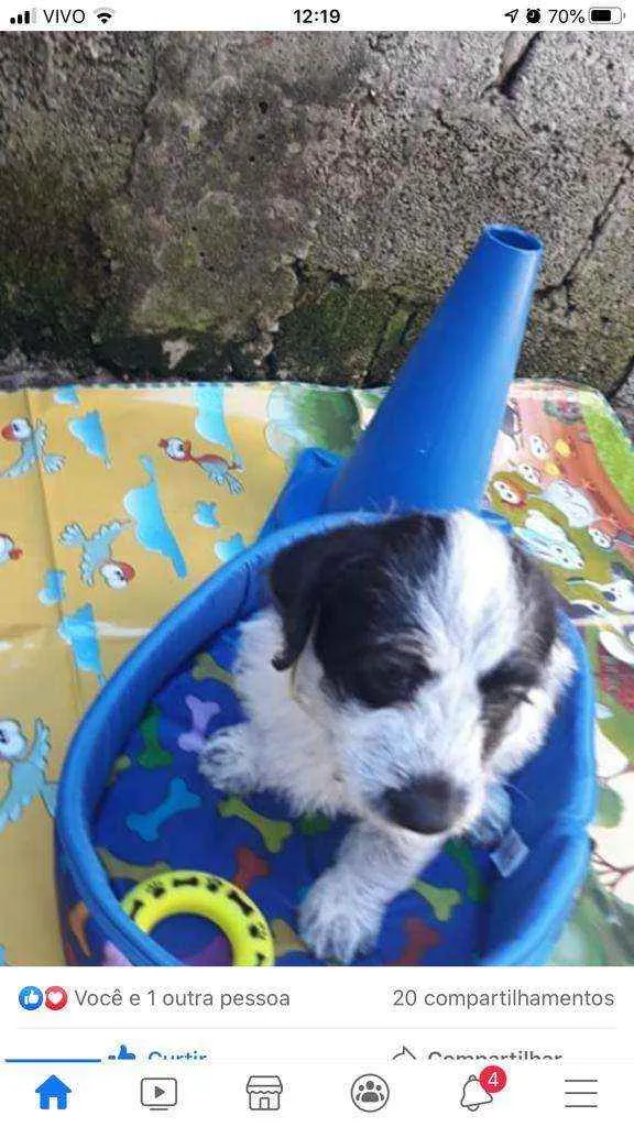 Cachorro ra a Srd idade Abaixo de 2 meses nome Lindao