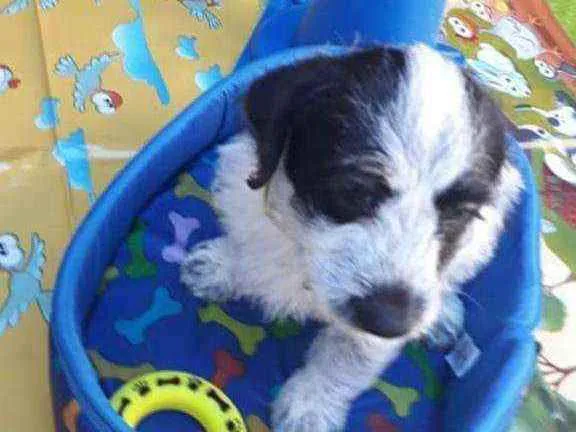 Cachorro ra a Srd idade Abaixo de 2 meses nome Lindao