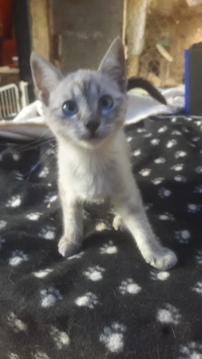 Gato ra a Srd idade 2 a 6 meses nome Susi