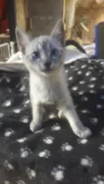 Susi