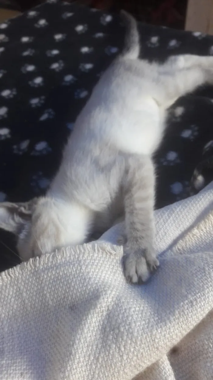 Gato ra a Srd idade 2 a 6 meses nome Susi