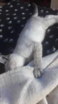 Susi