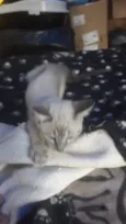 Susi