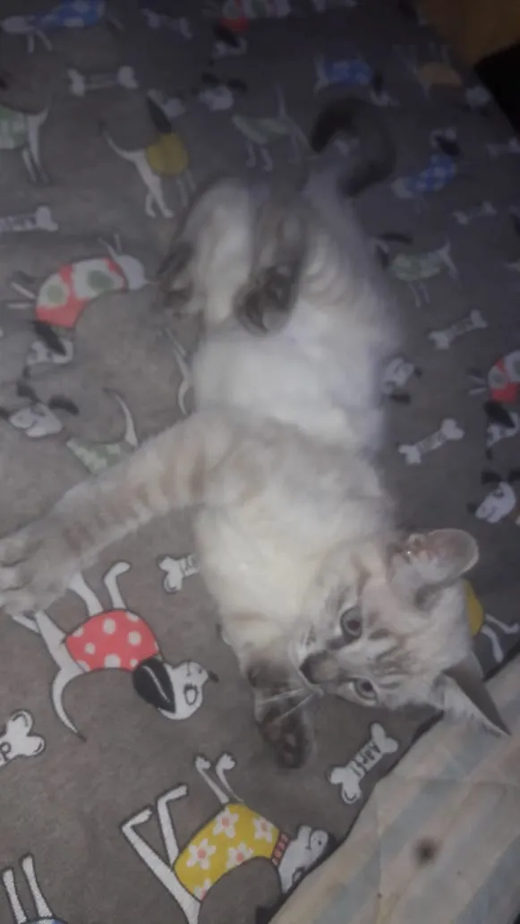 Gato ra a Srd idade 2 a 6 meses nome Susi