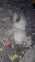 Susi