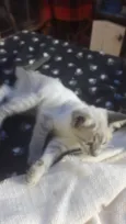 Susi