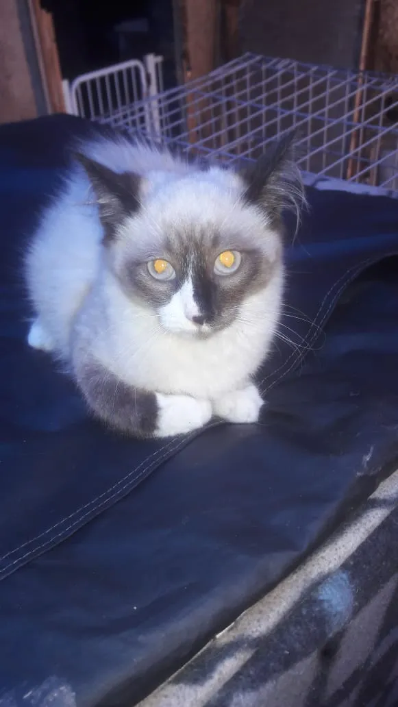 Gato ra a Srd idade 2 a 6 meses nome Zorro