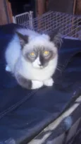 Zorro