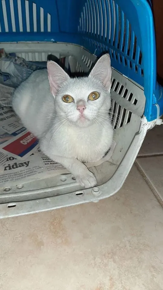 Gato ra a Srd idade 2 a 6 meses nome Branca de neve