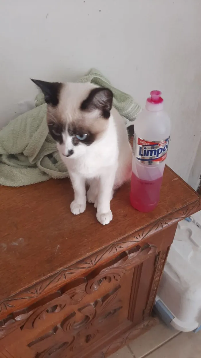 Gato ra a Srd idade 2 a 6 meses nome Panda