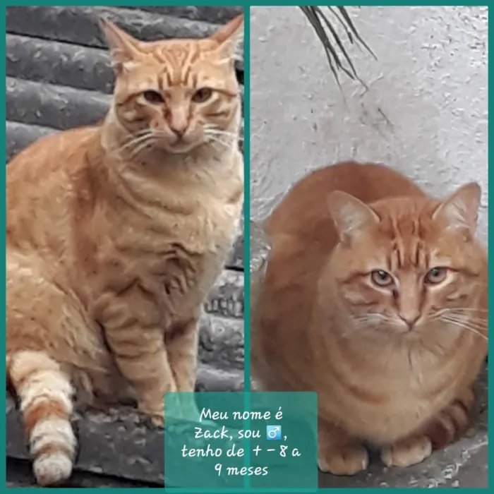 Gato ra a Srd idade 7 a 11 meses nome Zack