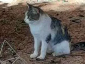 Gato raça Não sei idade  nome Não tem