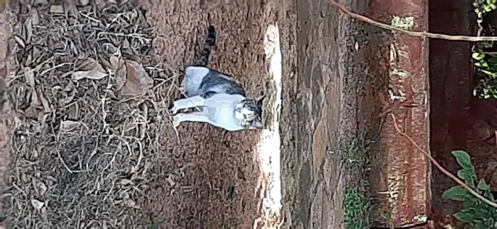 Gato ra a Não sei idade  nome Não tem