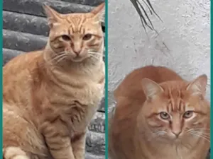Gato raça Srd idade 7 a 11 meses nome Zack