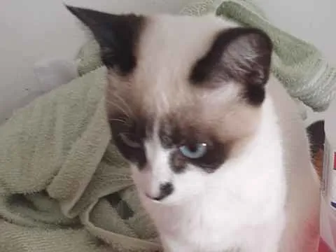 Gato ra a Srd idade 2 a 6 meses nome Panda