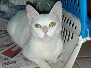 Gato raça Srd idade 2 a 6 meses nome Branca de neve