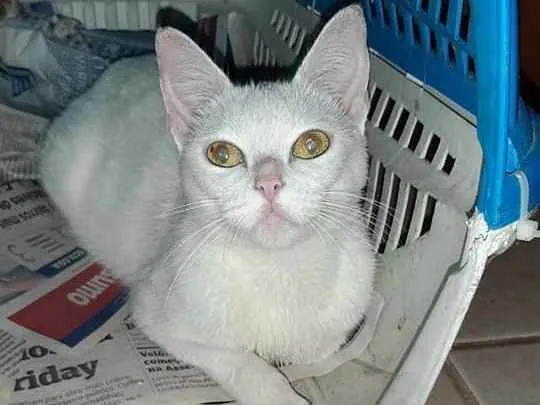 Gato ra a Srd idade 2 a 6 meses nome Branca de neve