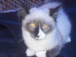 Gato raça Srd idade 2 a 6 meses nome Zorro