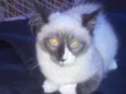 Zorro