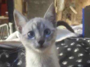 Gato raça Srd idade 2 a 6 meses nome Susi