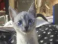 Susi