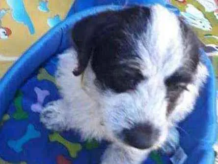 Cachorro ra a Srd idade Abaixo de 2 meses nome Lindao