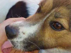Cachorro raça Vira lata  idade 2 anos nome Lucily 