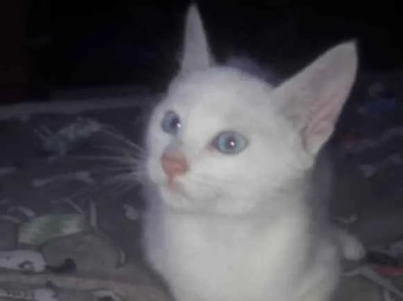 Gato ra a Srd idade 2 a 6 meses nome Tobias