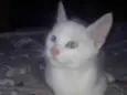 Tobias