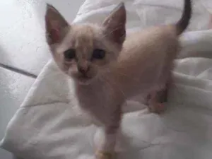 Gato raça Vira lata idade 2 a 6 meses nome Ainda não tem nome 