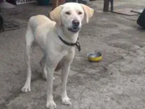 Cachorro raça Labrador  idade 1 ano nome Não sei