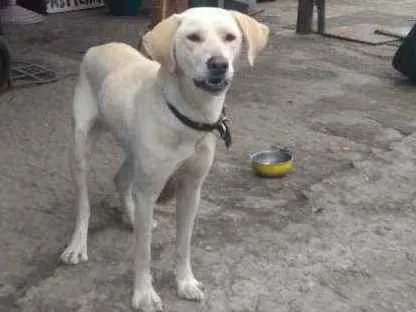 Cachorro ra a Labrador  idade 1 ano nome Não sei