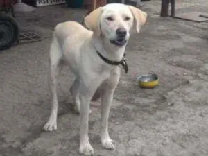 Cachorro raça Labrador  idade 1 ano nome Não sei