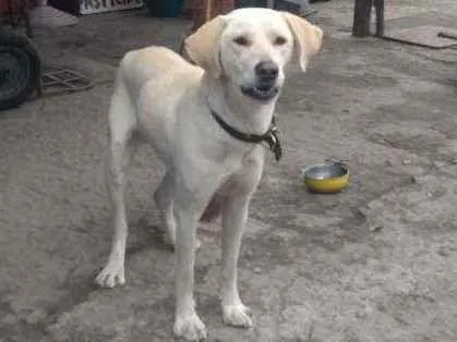 Cachorro ra a Labrador  idade 1 ano nome Não sei