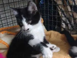 Gato raça Srd idade Abaixo de 2 meses nome Yuri