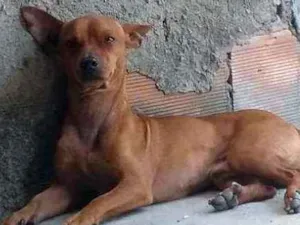 Cachorro raça Pinscher com Dachshund idade 6 ou mais anos nome Toty