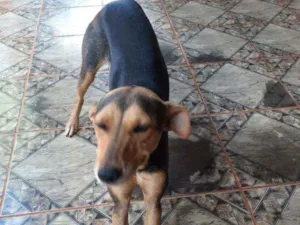 Cachorro raça Vira-lata idade 1 ano nome Lisa