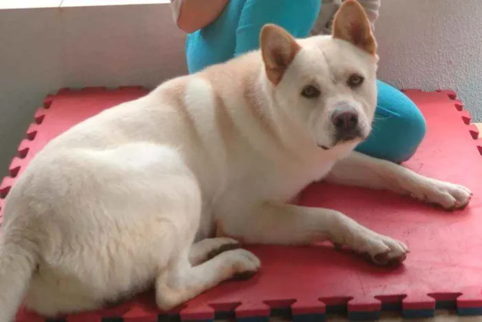 Cachorro ra a chow chow com pastor alemão  idade 1 ano nome snoopy