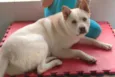 snoopy