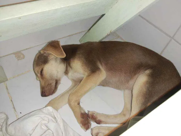Cachorro ra a Vira lata idade 2 a 6 meses nome Mel