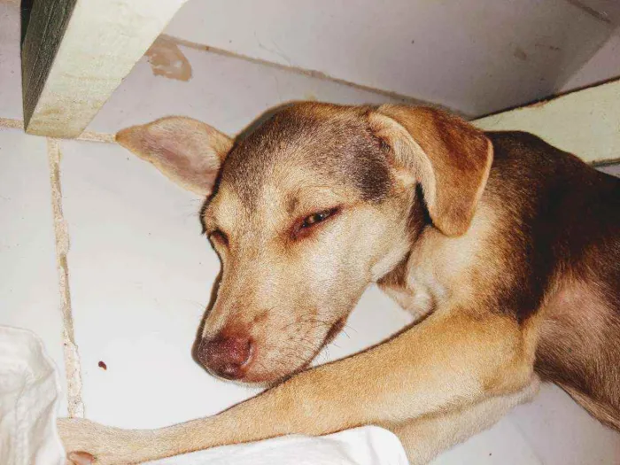Cachorro ra a Vira lata idade 2 a 6 meses nome Mel