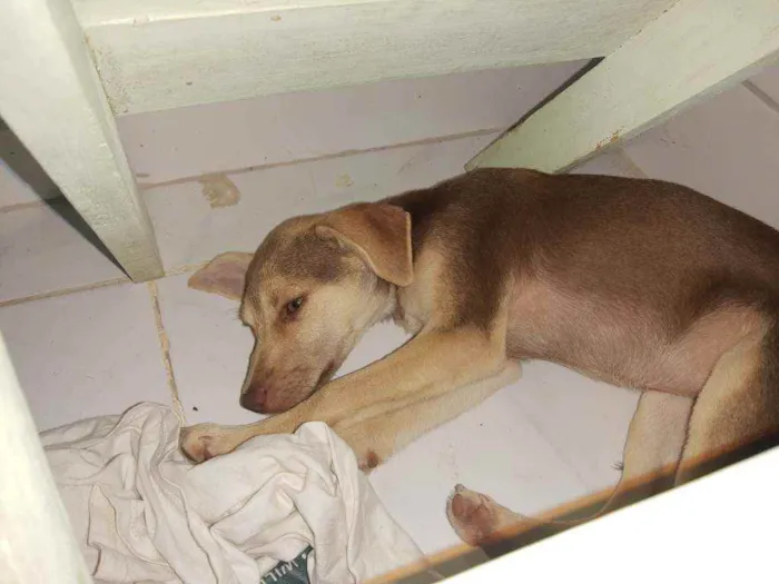 Cachorro ra a Vira lata idade 2 a 6 meses nome Mel